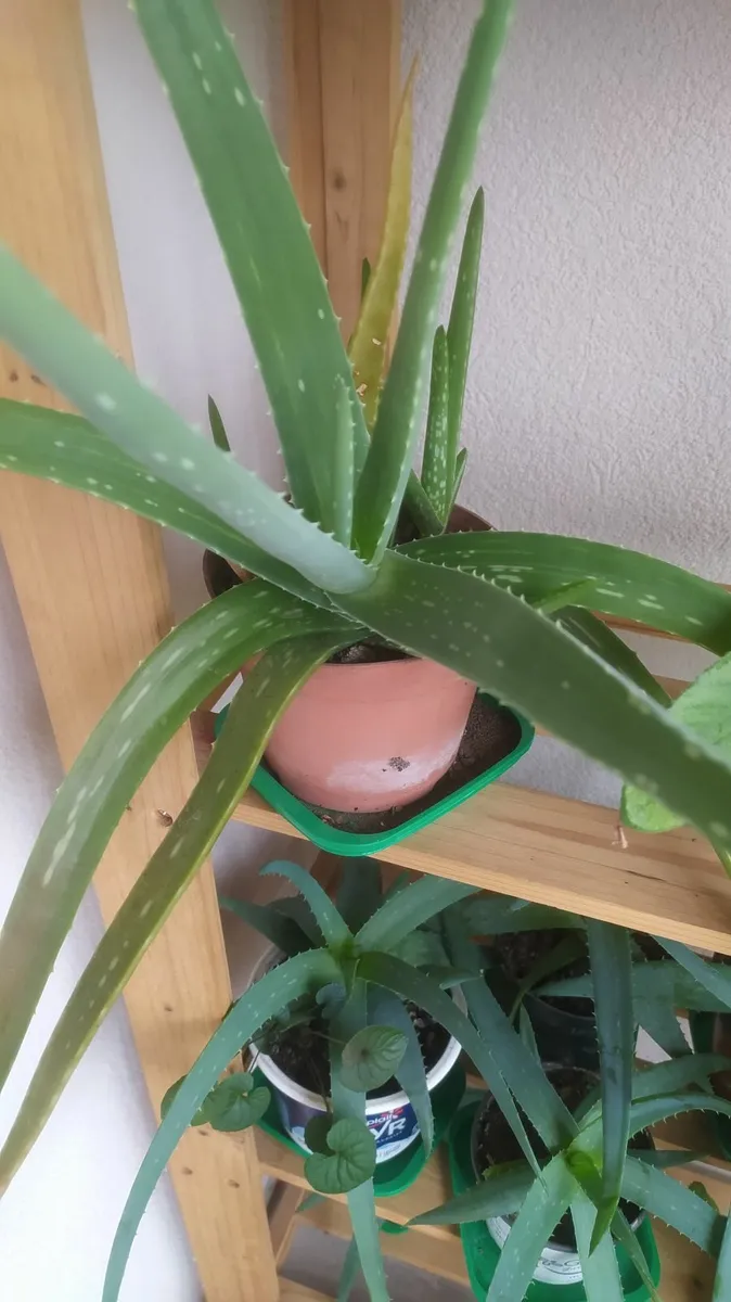 Aloe - Image 4