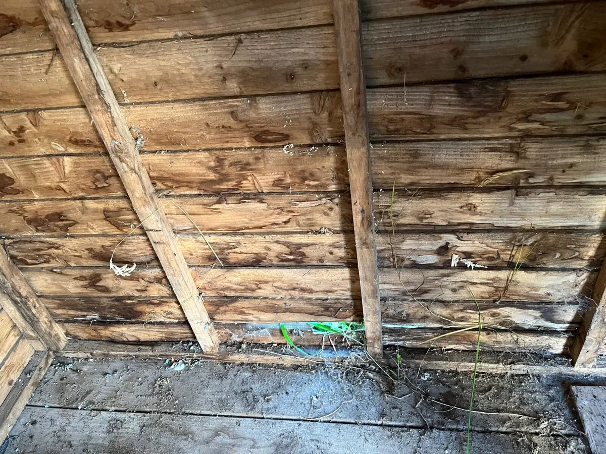garden shed - free, must be collected - Image 3