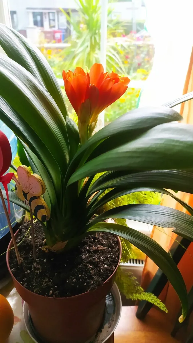 Clivia - Image 1
