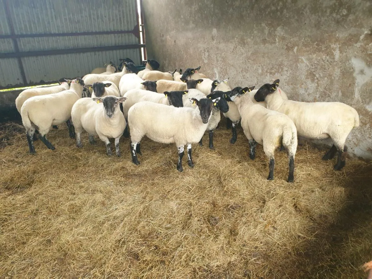 Ewe lambs - Image 1