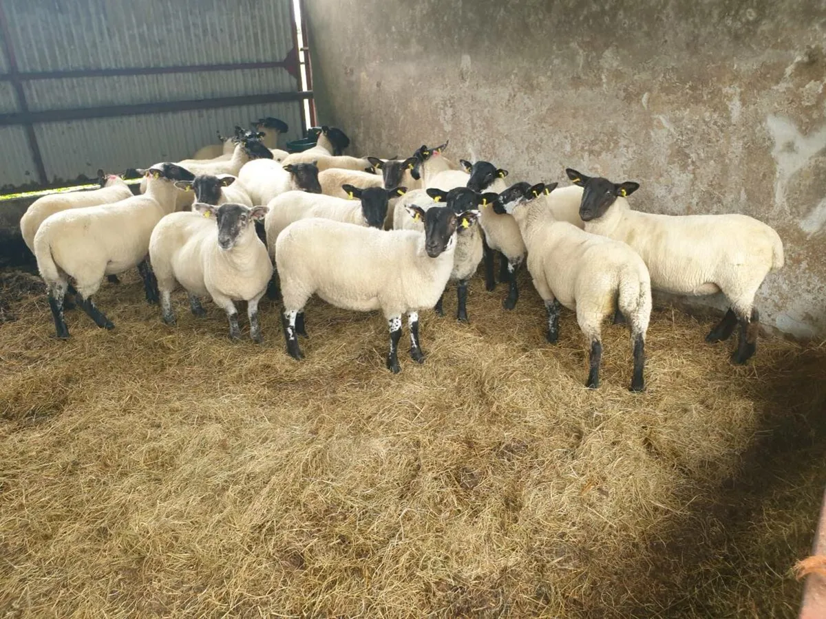 Ewe lambs - Image 3