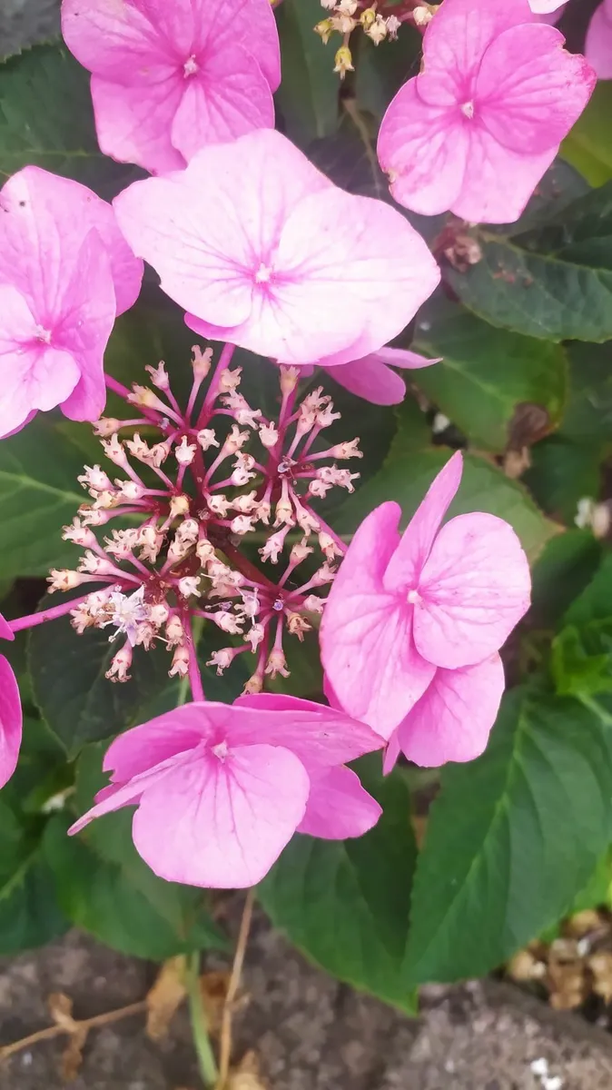Garden flower - Image 1