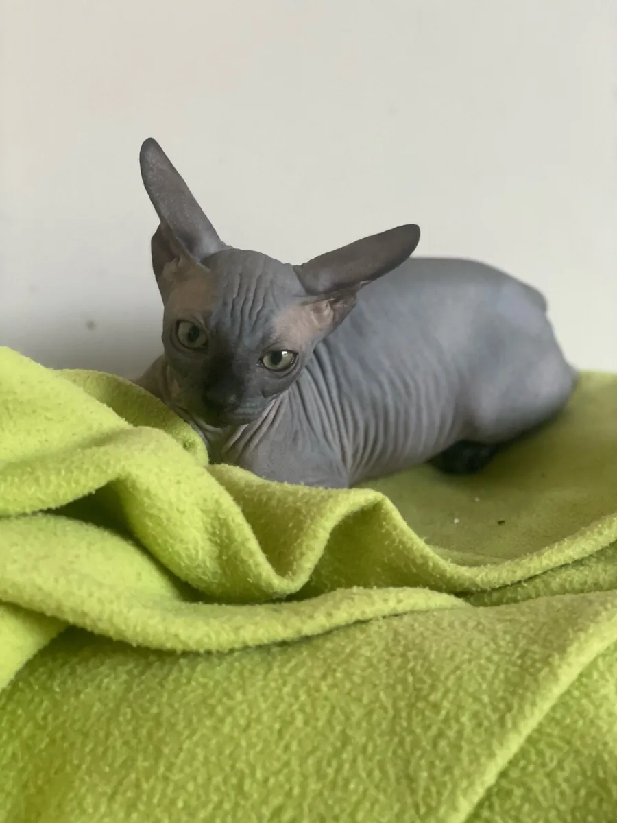 Sphynx kittens - Image 2