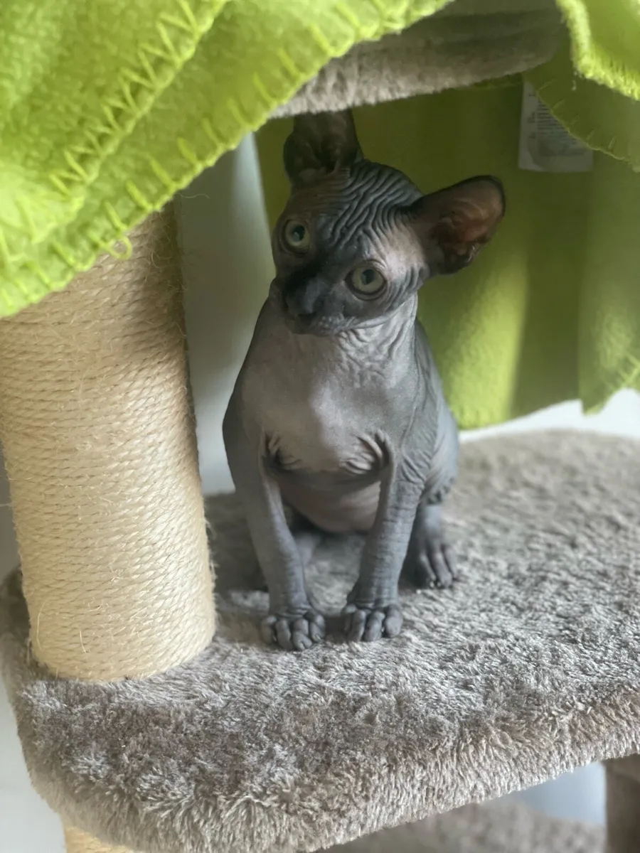 Sphynx kittens - Image 3