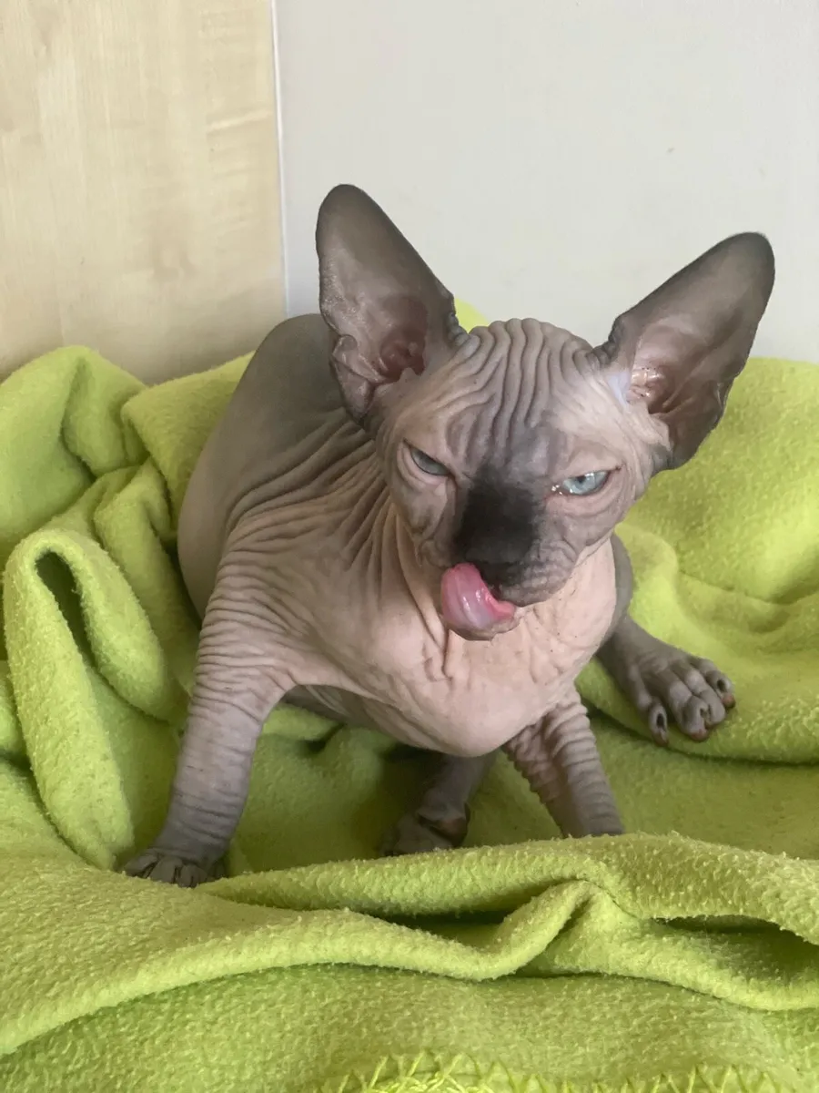 Sphynx kittens - Image 1