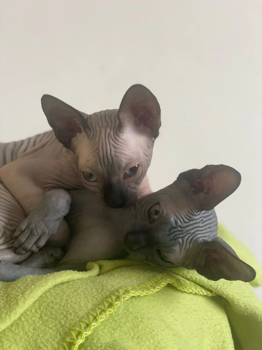 Sphynx kittens - Image 4