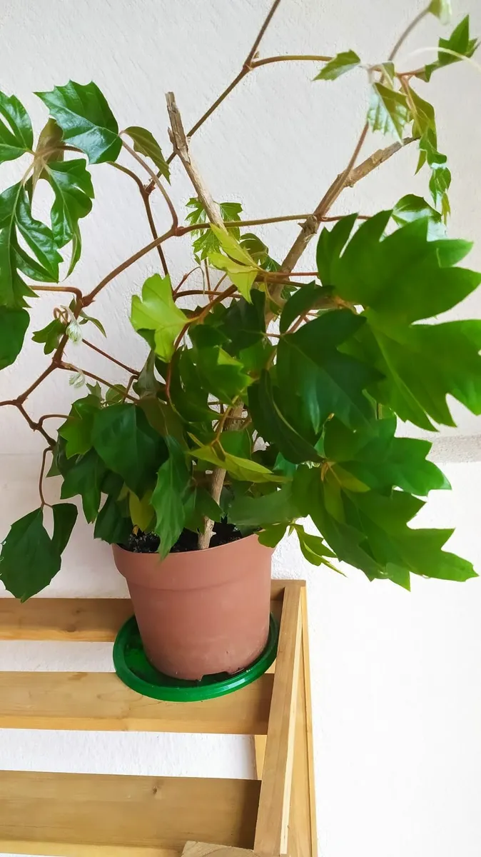 Ivy - Image 1