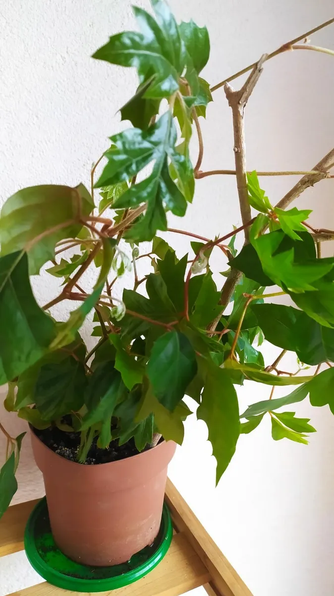 Ivy - Image 2