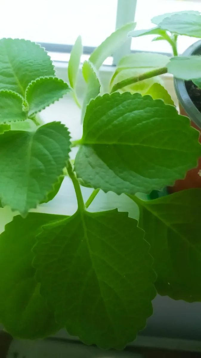 Mexican mint - Image 1