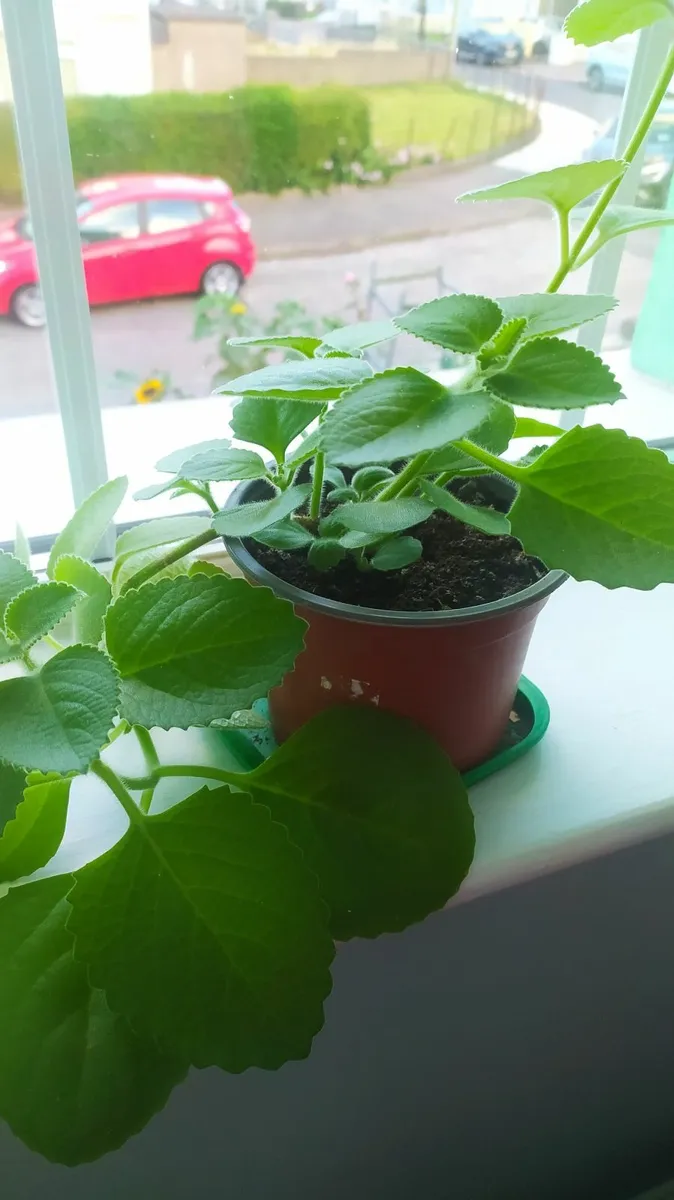 Mexican mint - Image 2