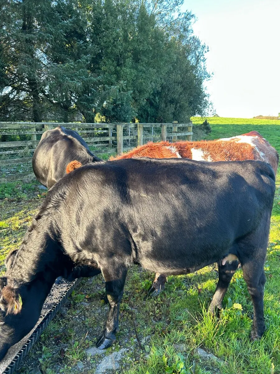 5* Cow - Image 1