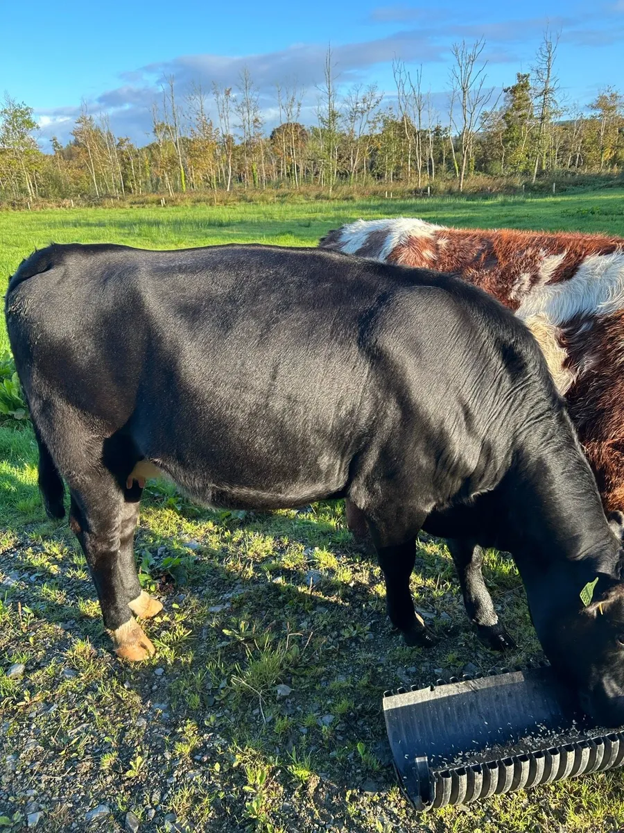 5* Cow - Image 2