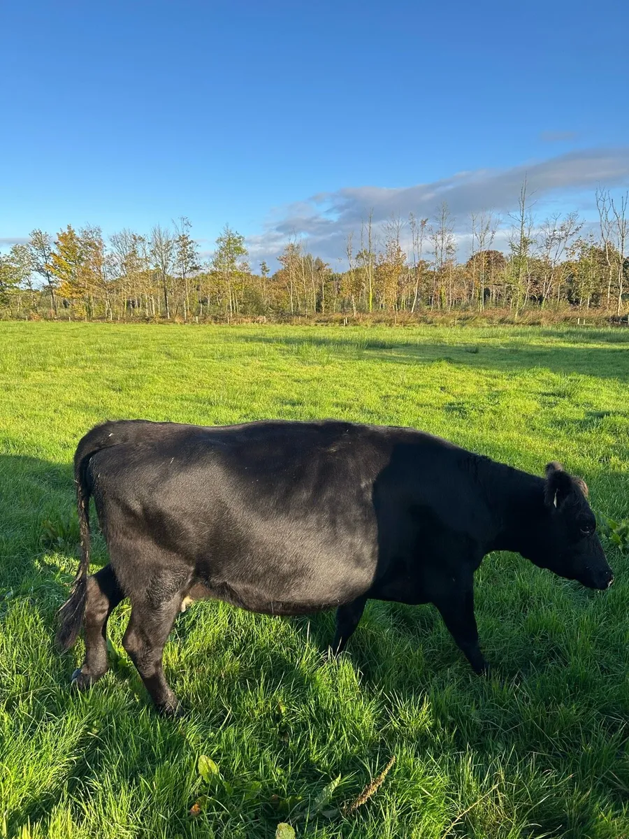 5* Cow - Image 3