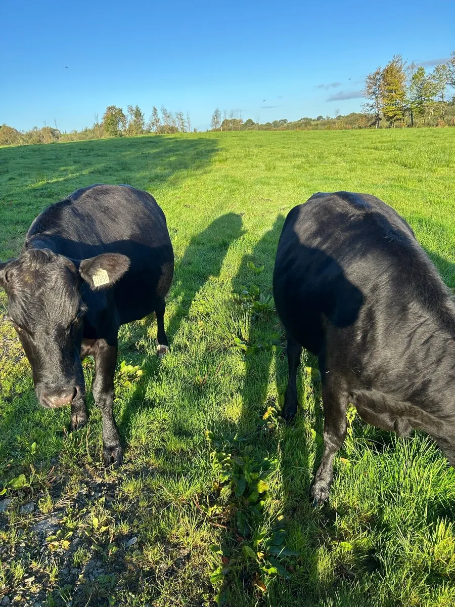 5* Cow - Image 4