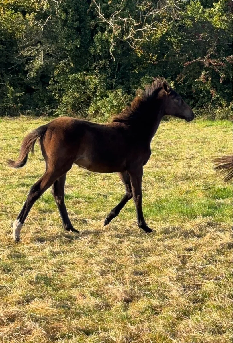 Chillout X Kopperfield filly - Image 4