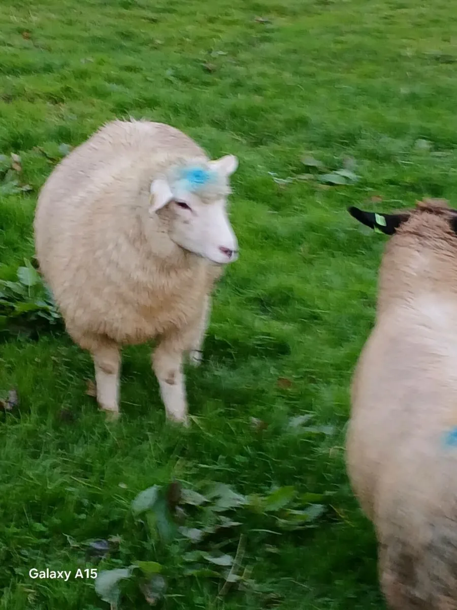 2 Galway ewe lambs - Image 2