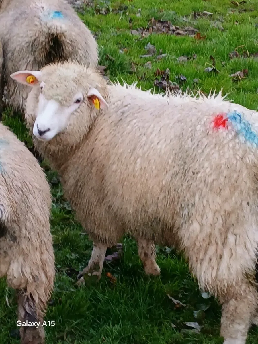 2 Galway ewe lambs - Image 1