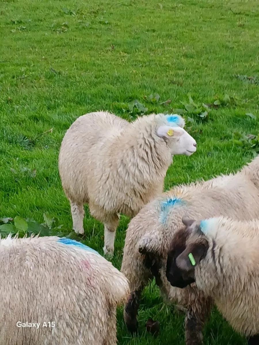 2 Galway ewe lambs - Image 3