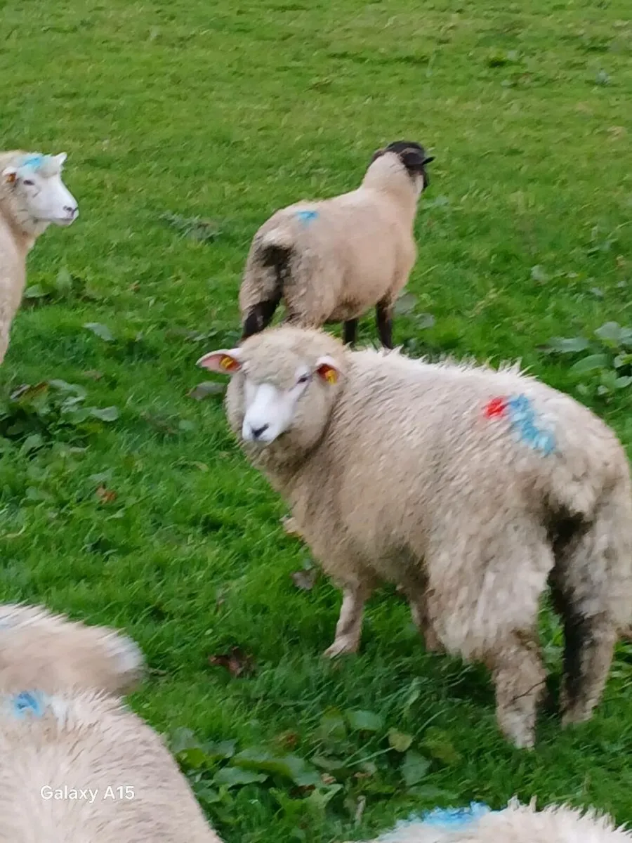 2 Galway ewe lambs - Image 4