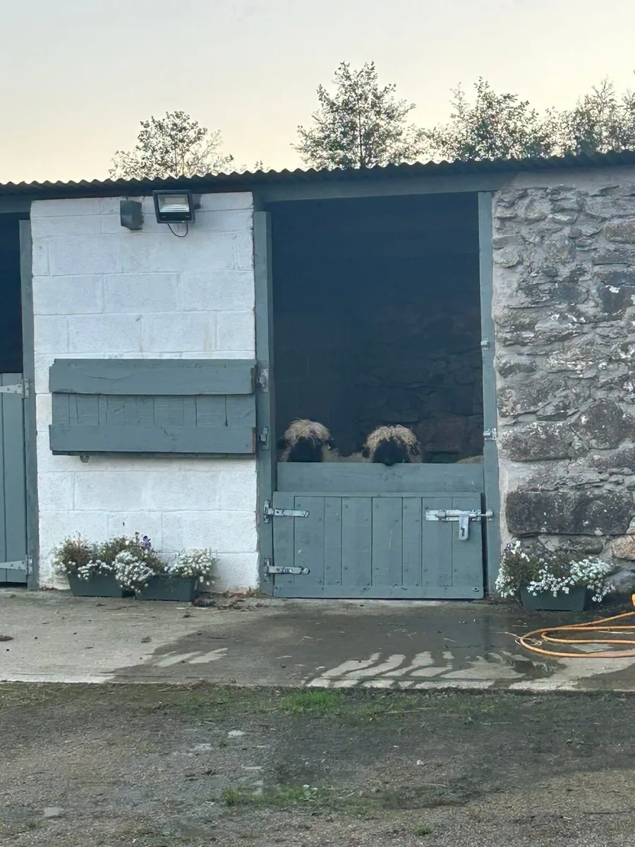 Livery available at our family home (Wexford) - Image 1