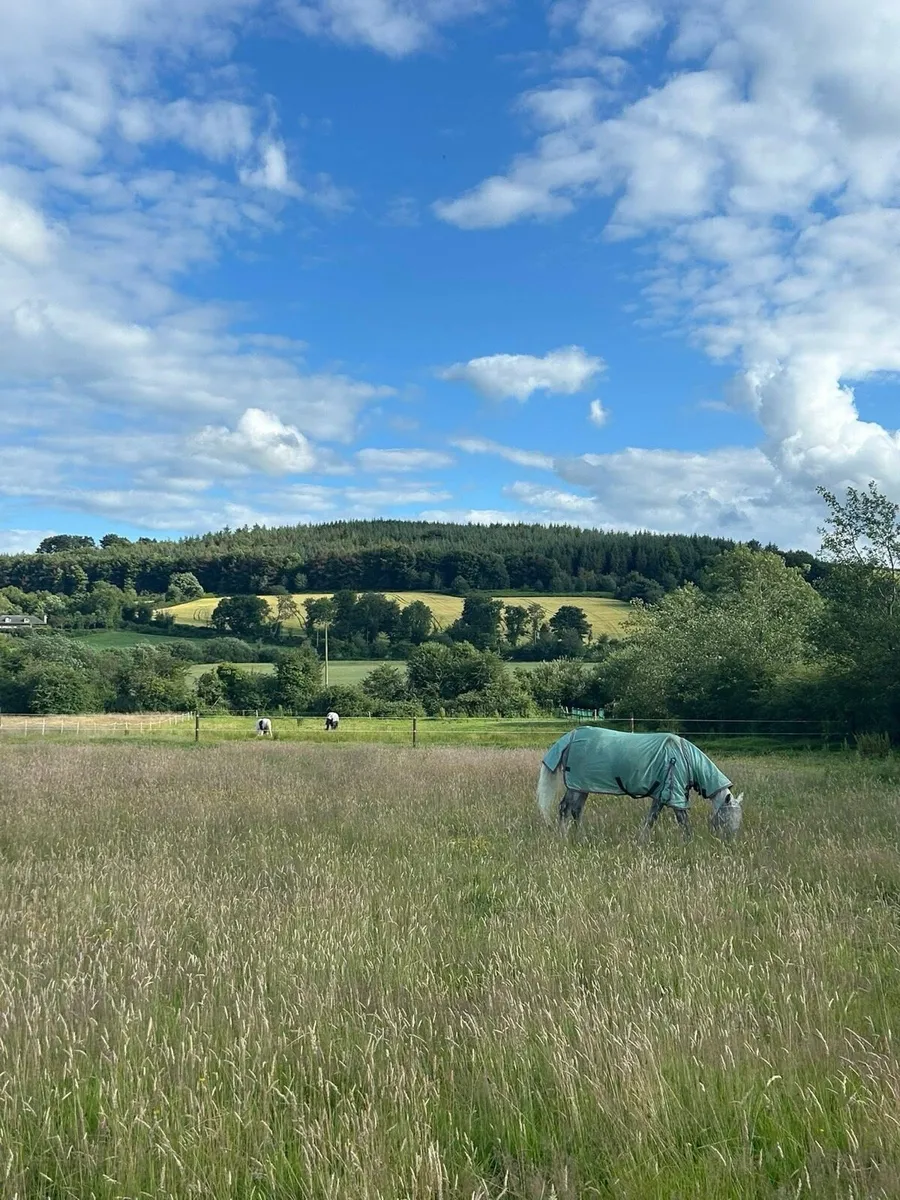 Livery available at our family home (Wexford) - Image 3
