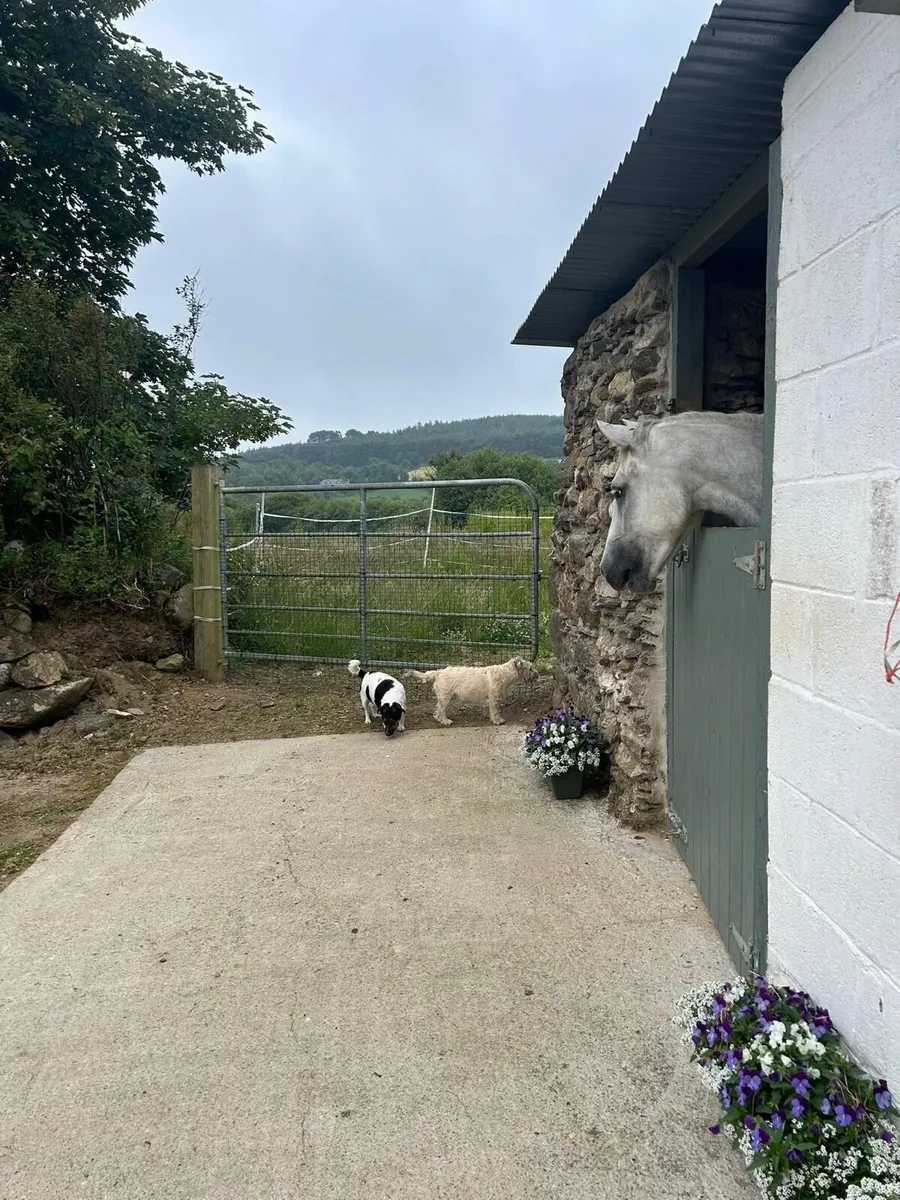 Livery available at our family home (Wexford) - Image 4