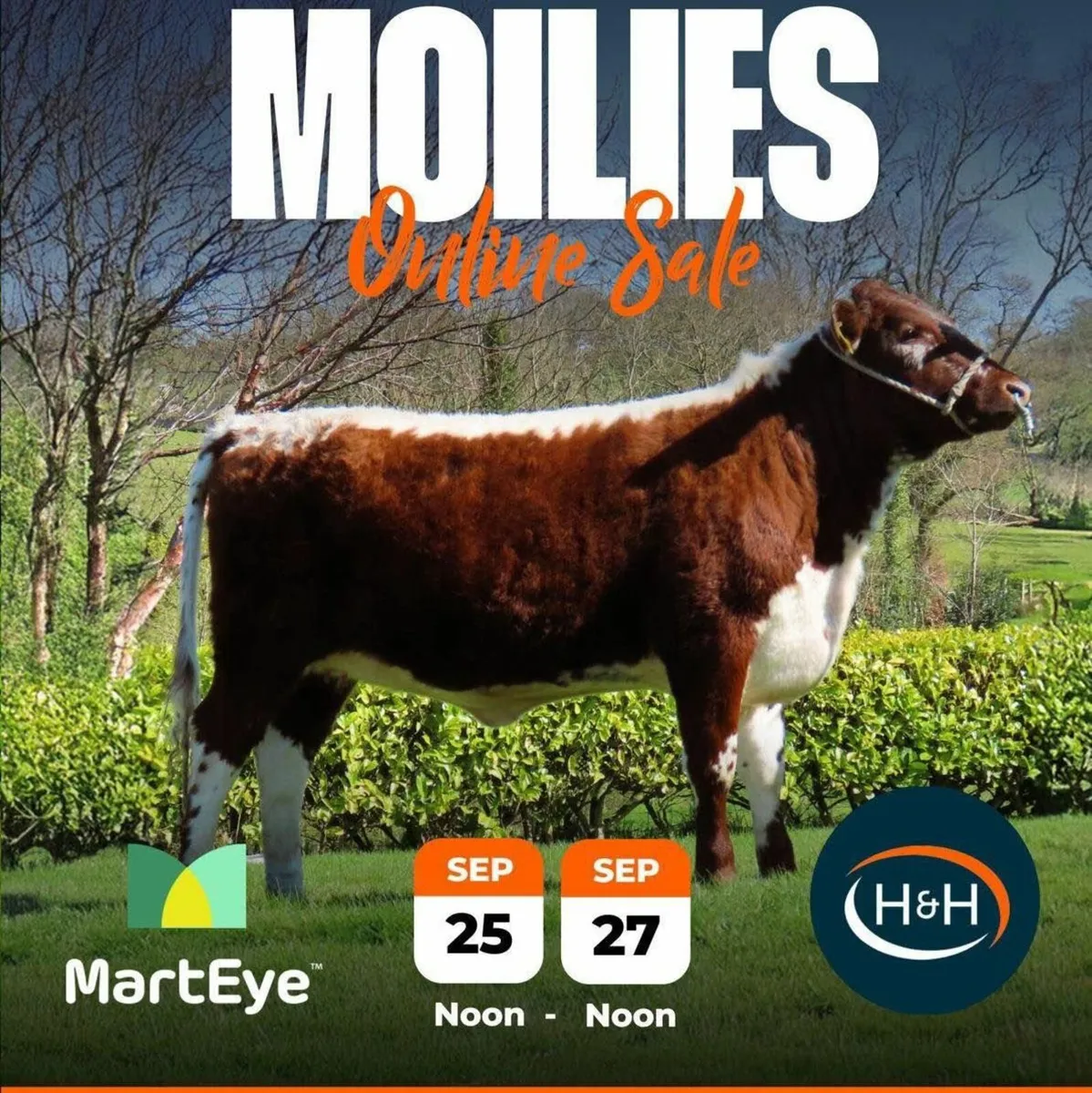 Pedigree Irish Moiled sale - Image 3