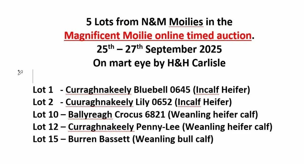 Pedigree Irish Moiled sale - Image 4