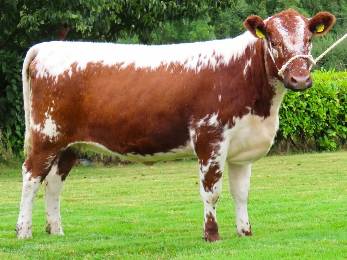 Pedigree Irish Moiled sale - Image 1