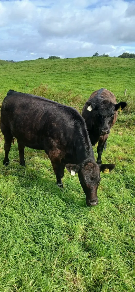 PBR angus heifers - Image 1
