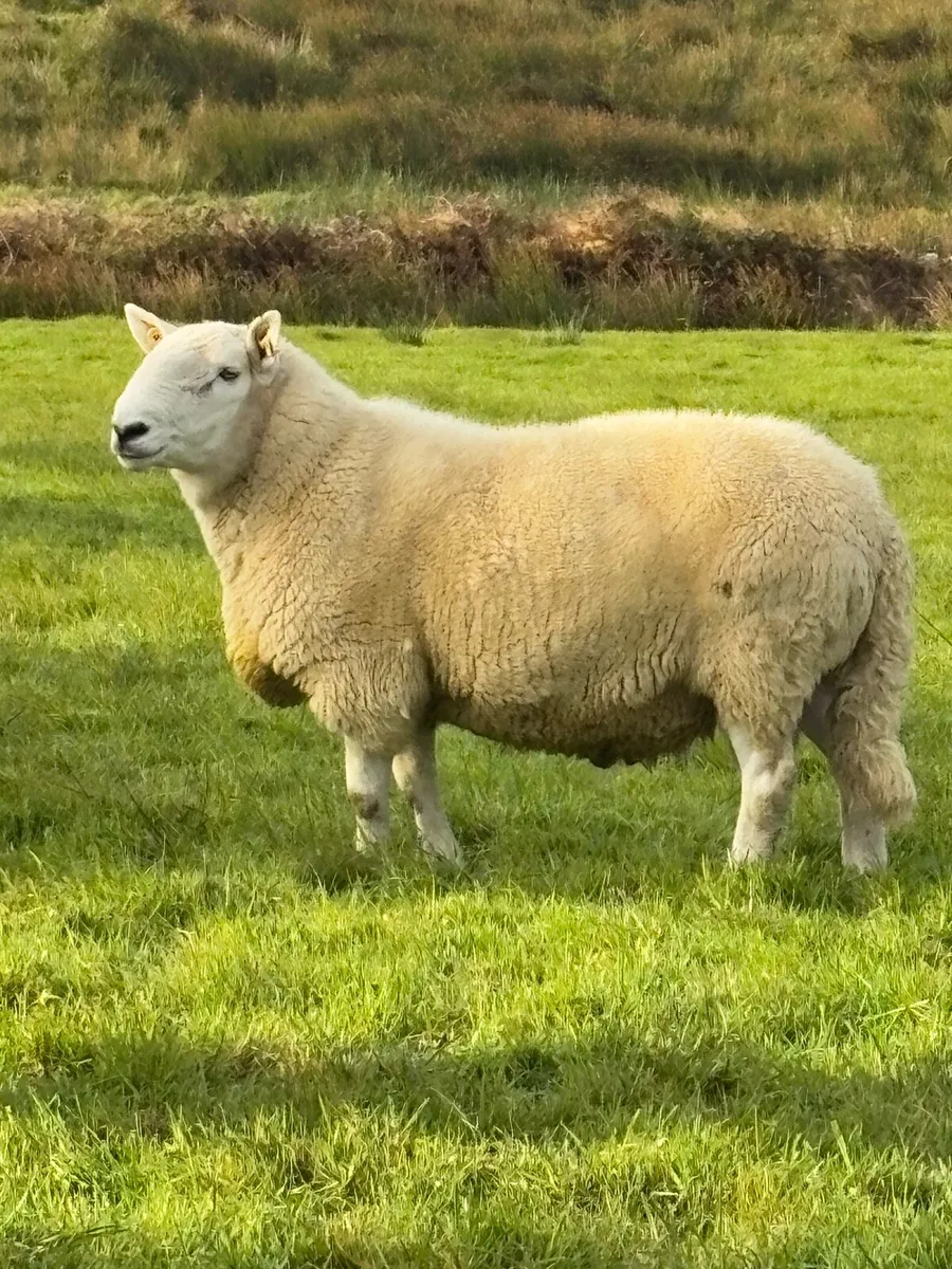 Cheviot and Suffolk x Cheviot rams - Image 1