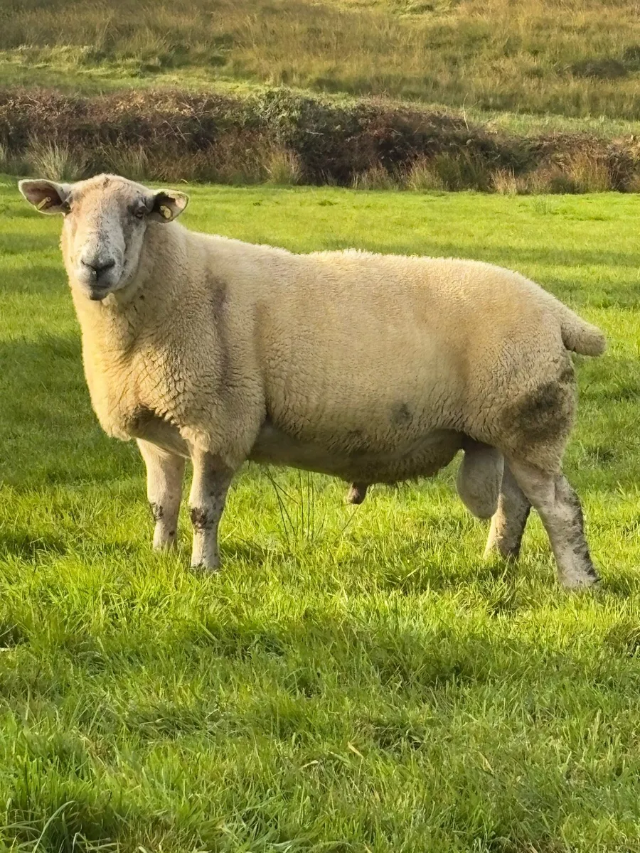 Cheviot and Suffolk x Cheviot rams - Image 2