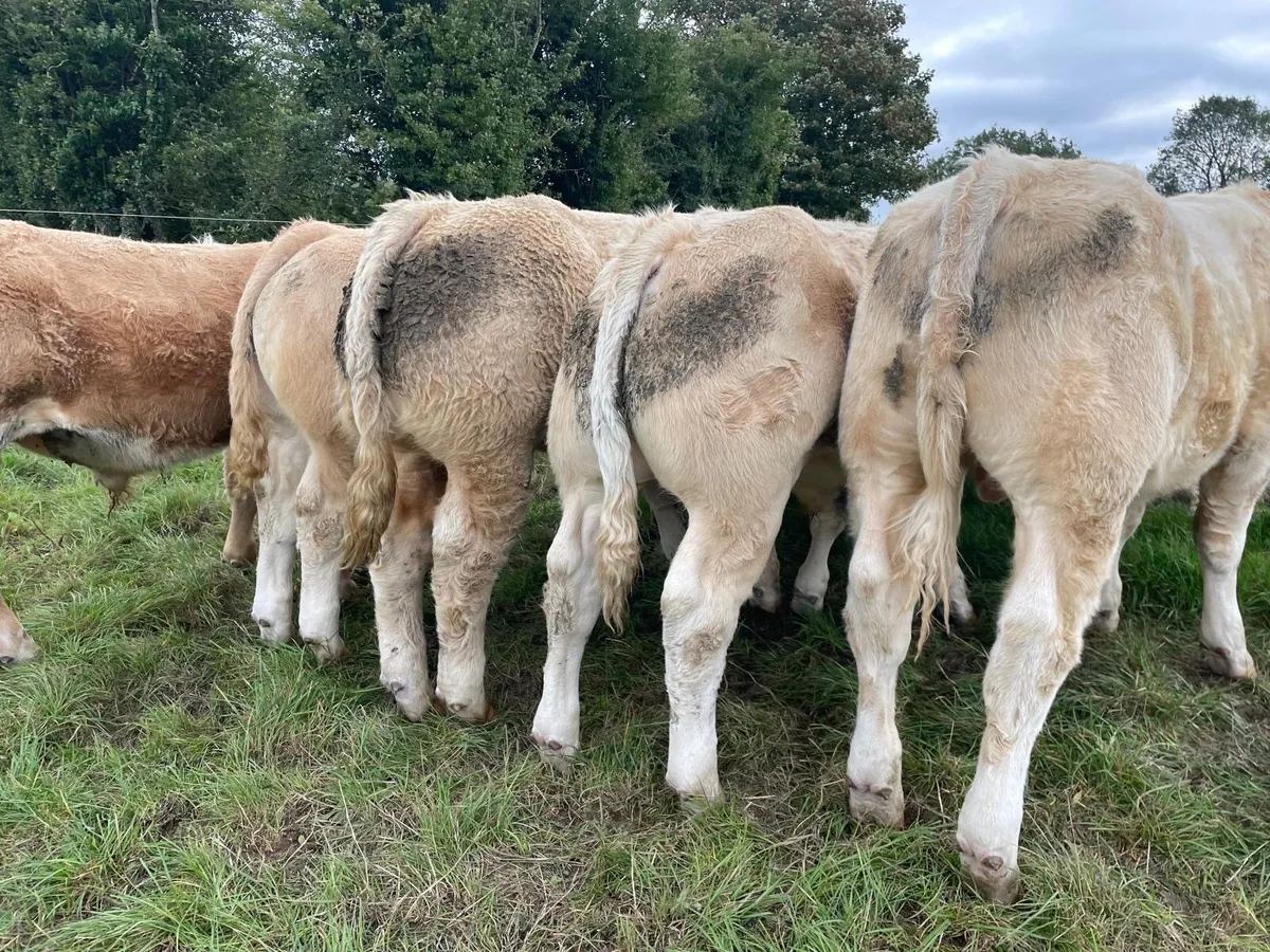 Livestock - Image 2