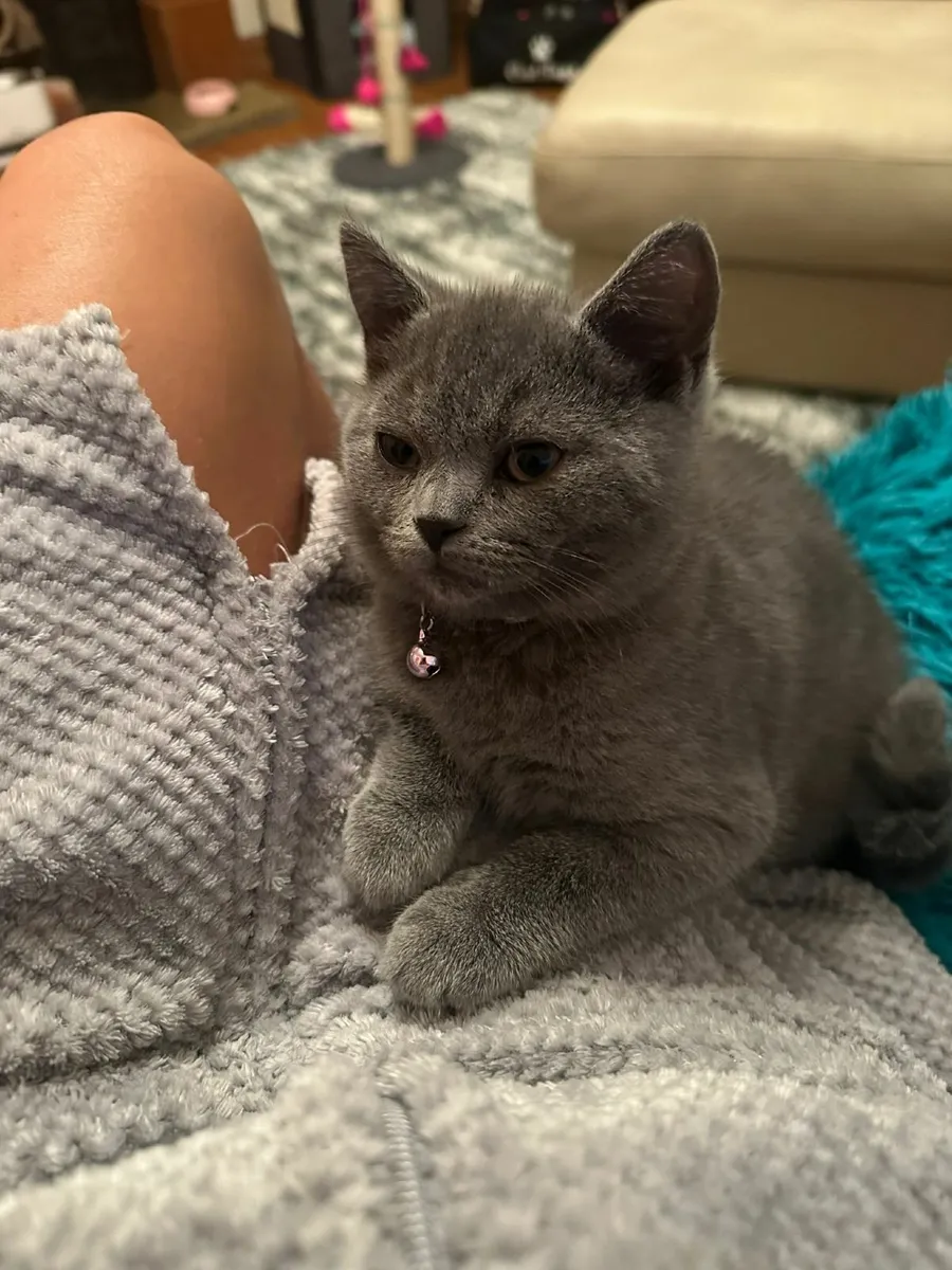 British shorthair kitten - Image 2