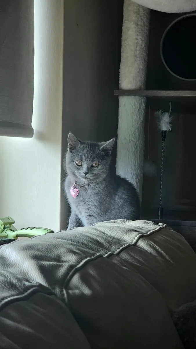 British shorthair kitten - Image 3