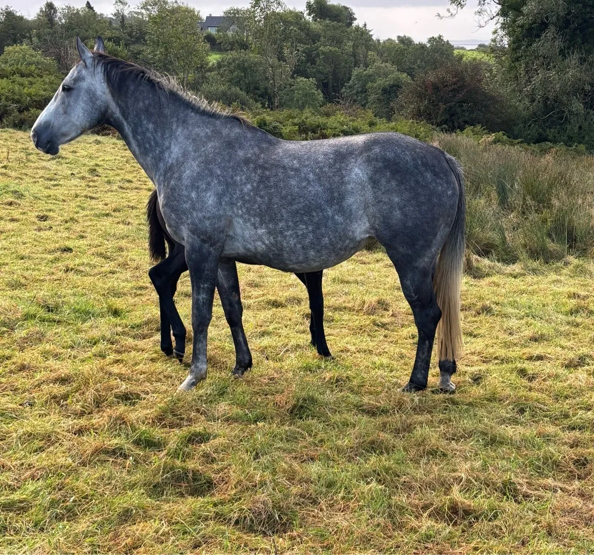 Centennial X coevers diamond boy mare - Image 1