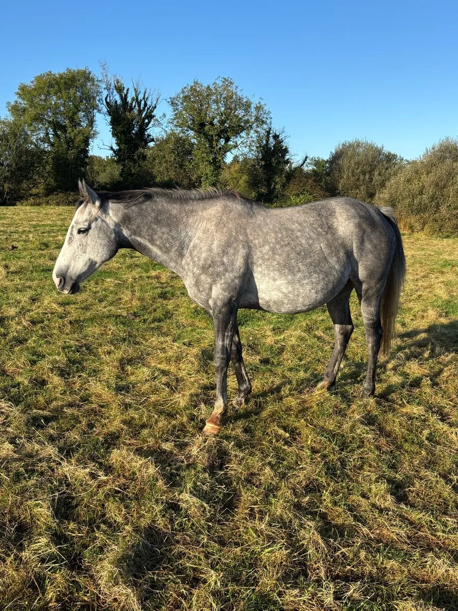 Centennial X coevers diamond boy mare - Image 2