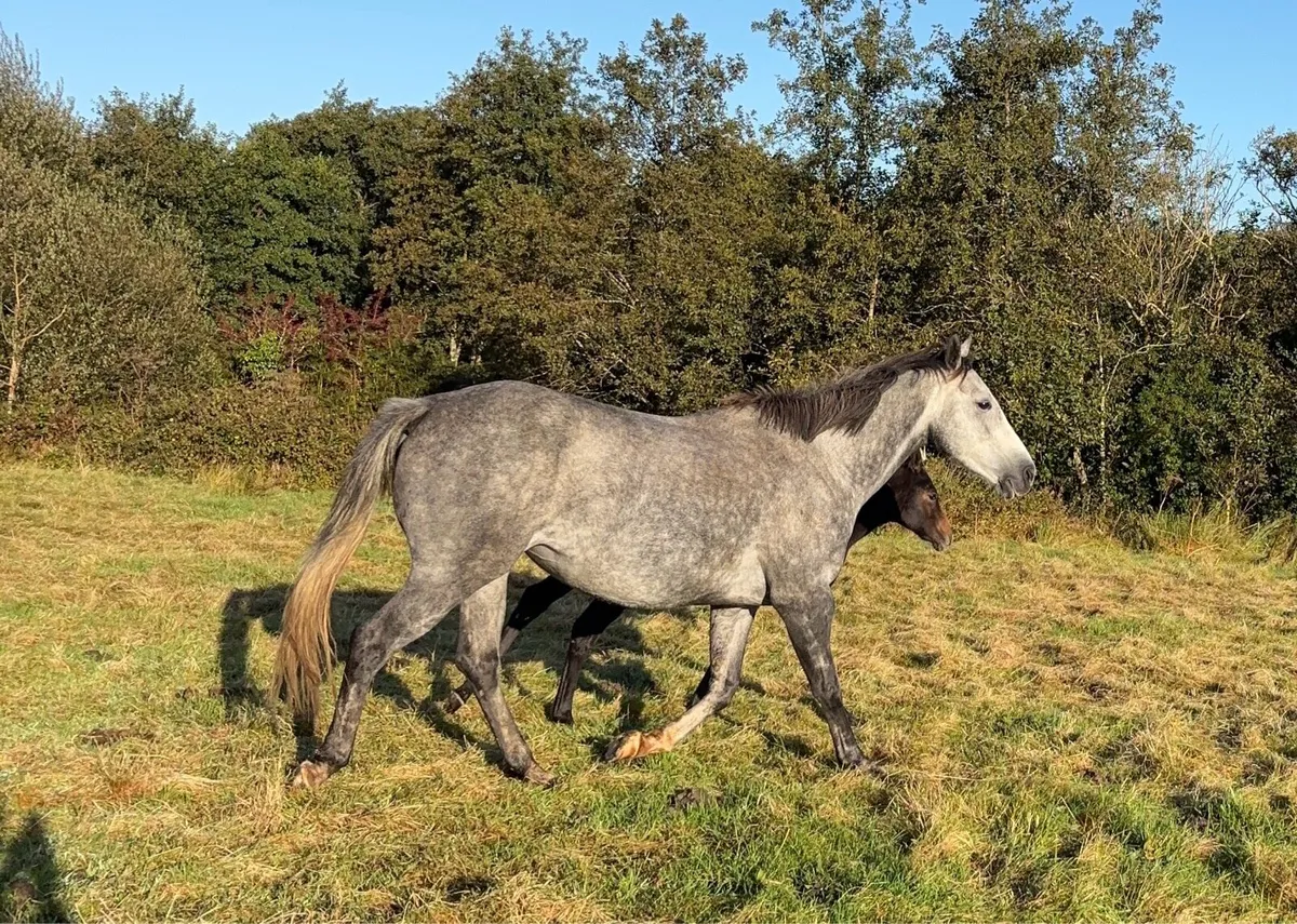 Centennial X coevers diamond boy mare - Image 3