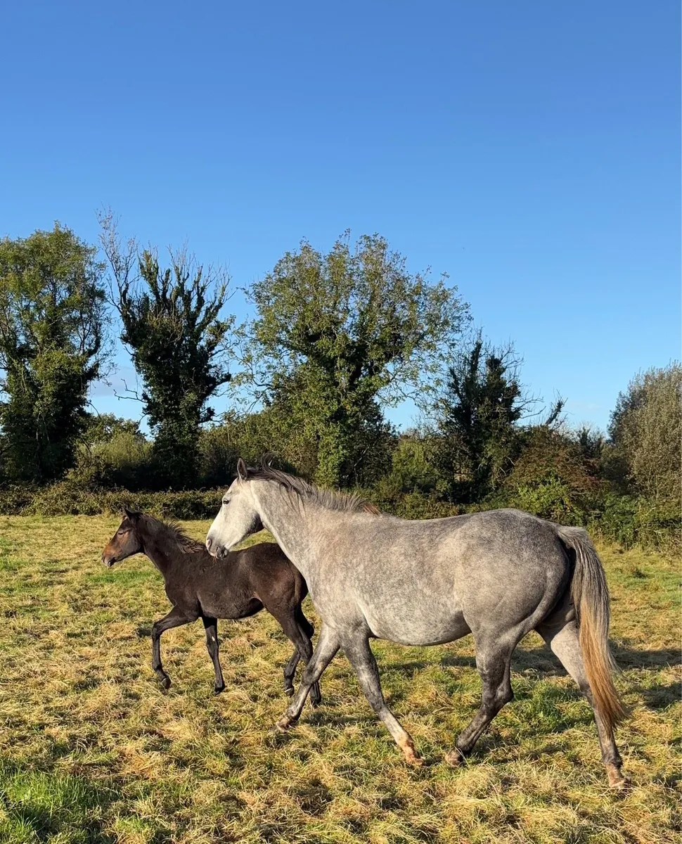 Centennial X coevers diamond boy mare - Image 4