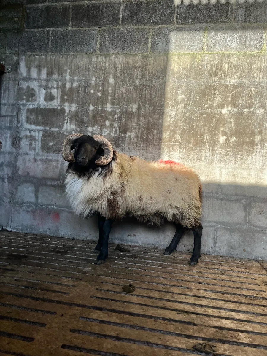 ✅ sis hog ram - Image 1