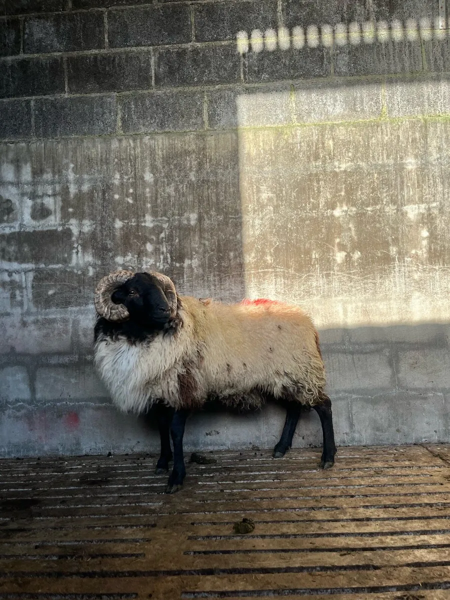✅ sis hog ram - Image 2