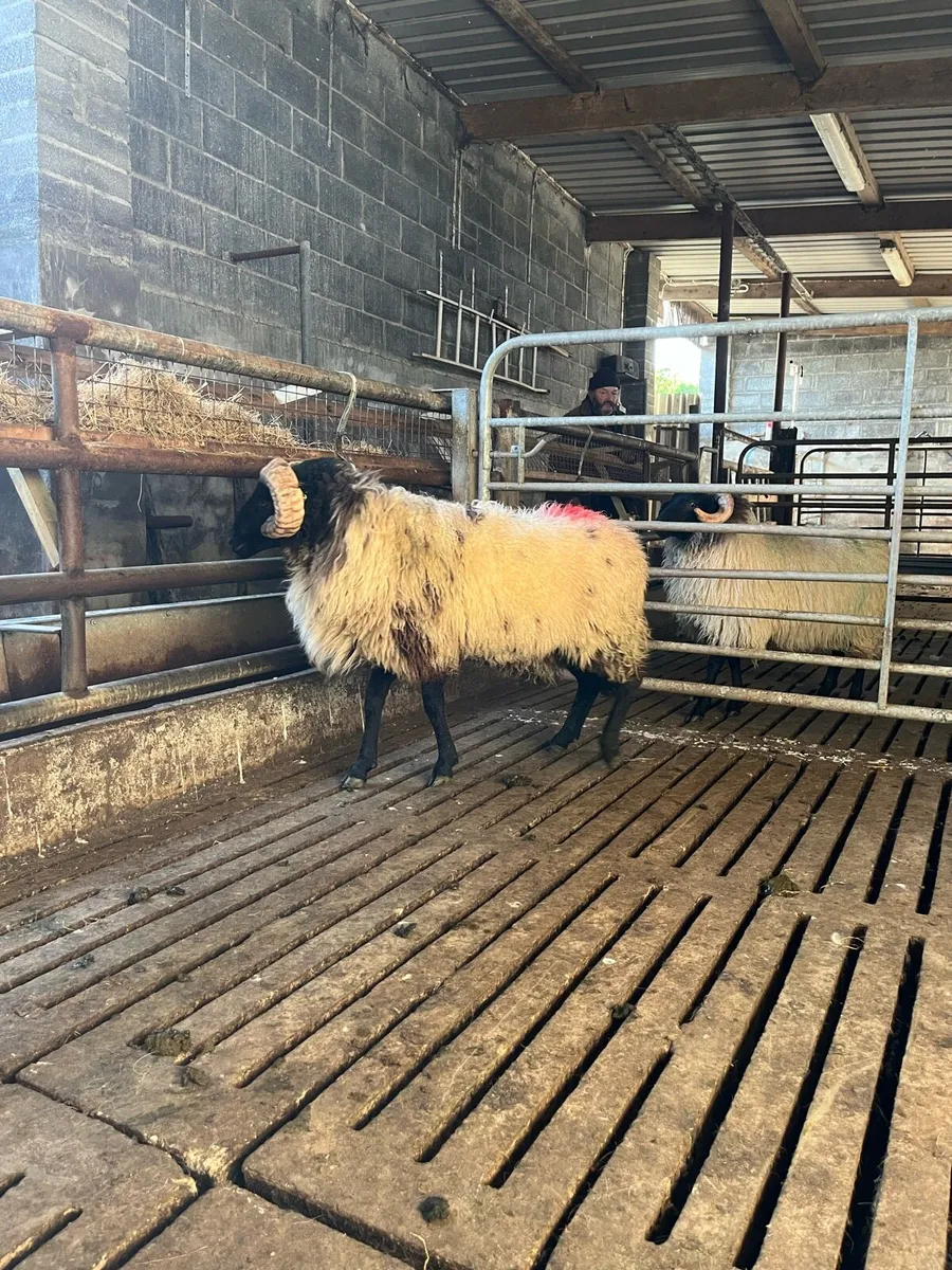 ✅ sis hog ram - Image 3