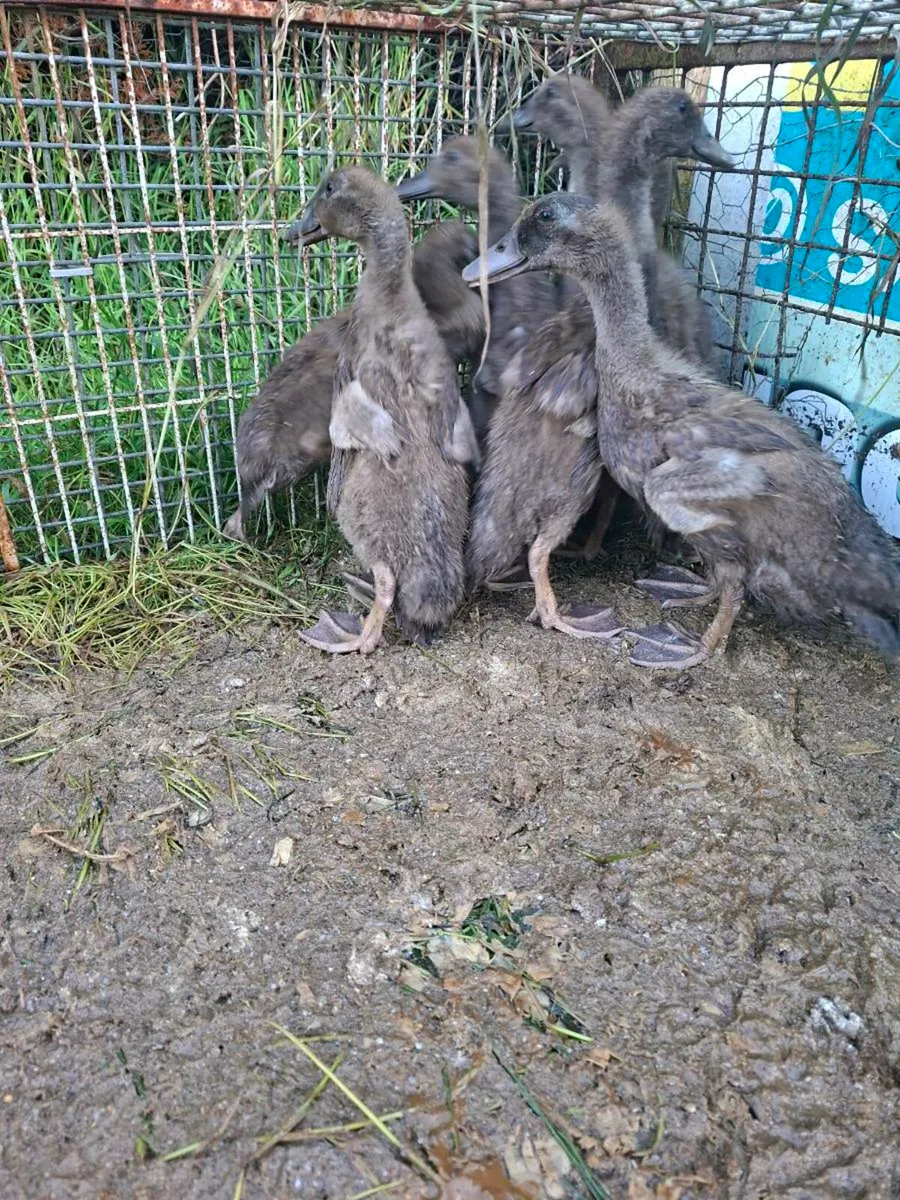 Isa brown and ducks - Image 2