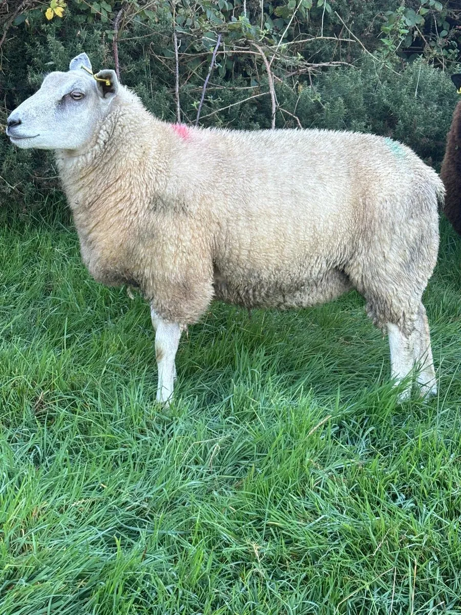Texel Ewe Lambs - Image 2