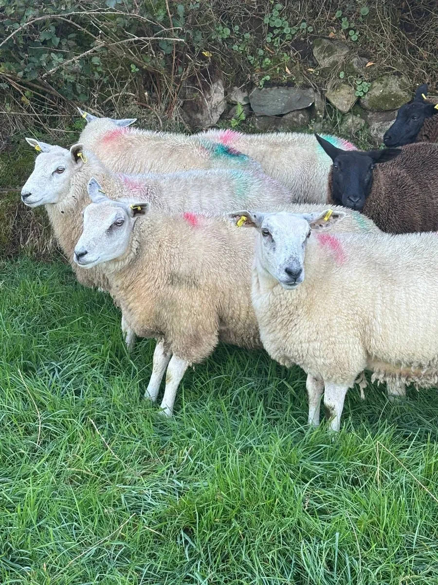 Texel Ewe Lambs - Image 3