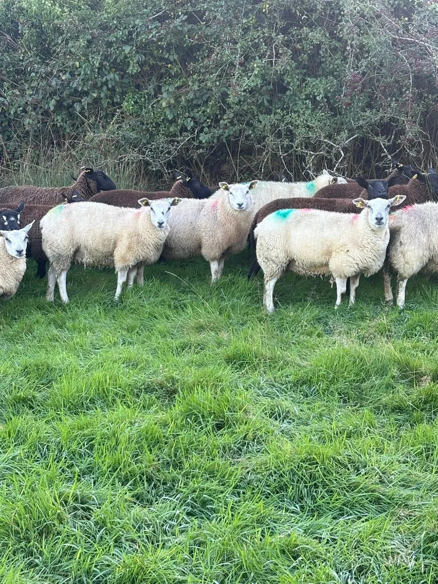 Texel Ewe Lambs - Image 4