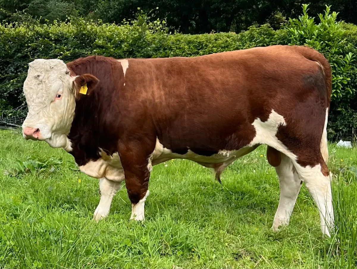 Fleckvieh pedigree bull - Image 1