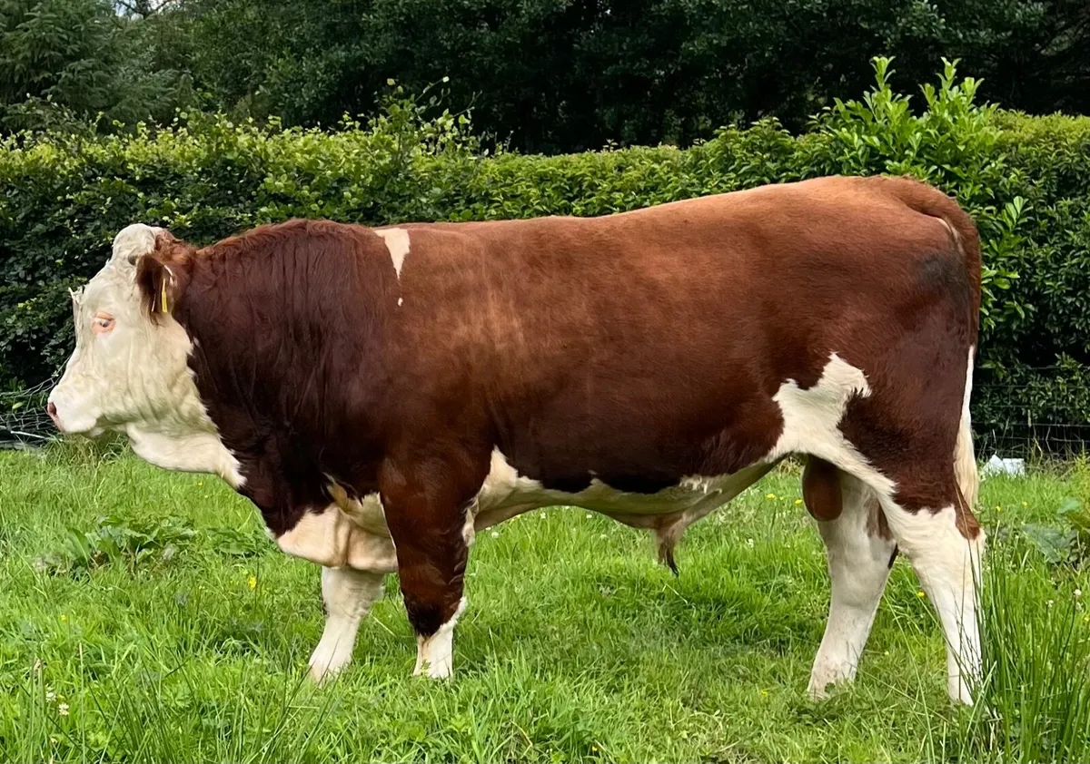 Fleckvieh pedigree bull - Image 3