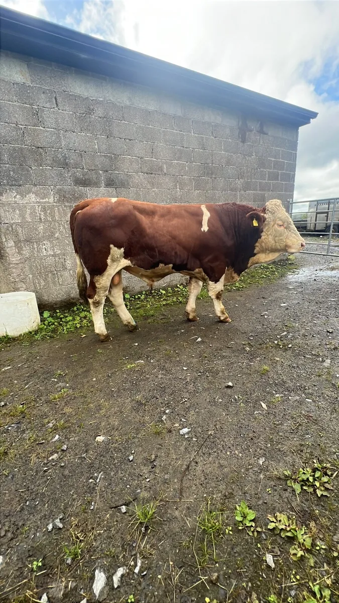 Fleckvieh pedigree bull - Image 4