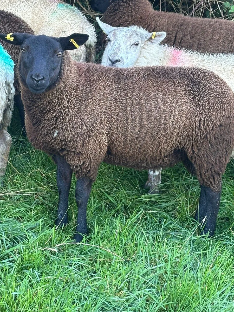 Black Ewe lambs - Image 1